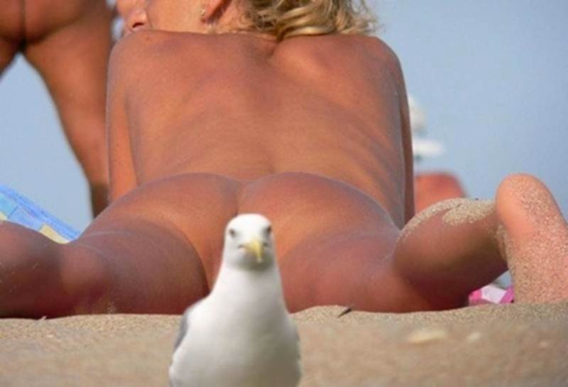 Seagulls