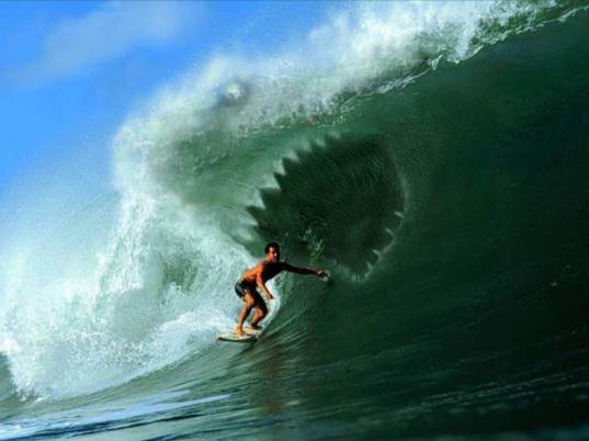 requin