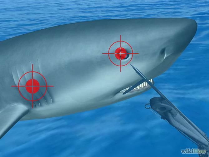 670px-Survive-a-Shark-Attack-Step-4Bullet1