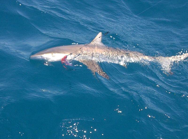 Stevo's Shark