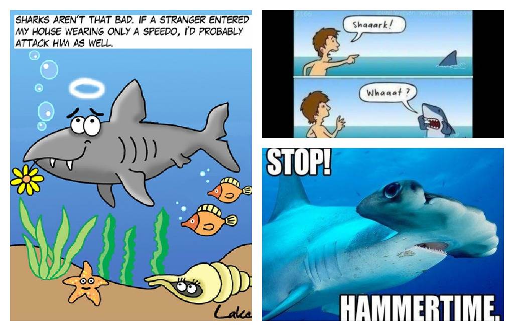 shark-montage