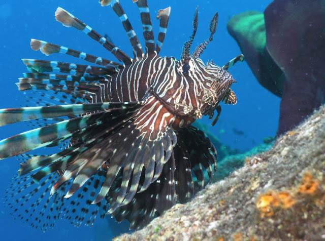 Lionfish 5