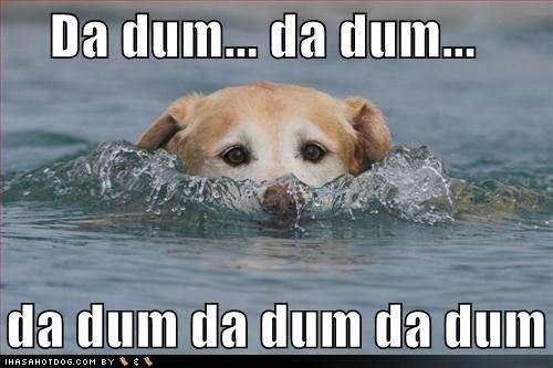 funny-dog-pictures-dog-pretends-to-be-a-shark