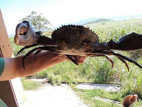 crab