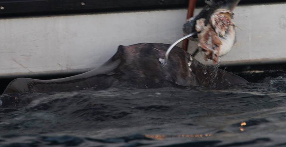 stingray