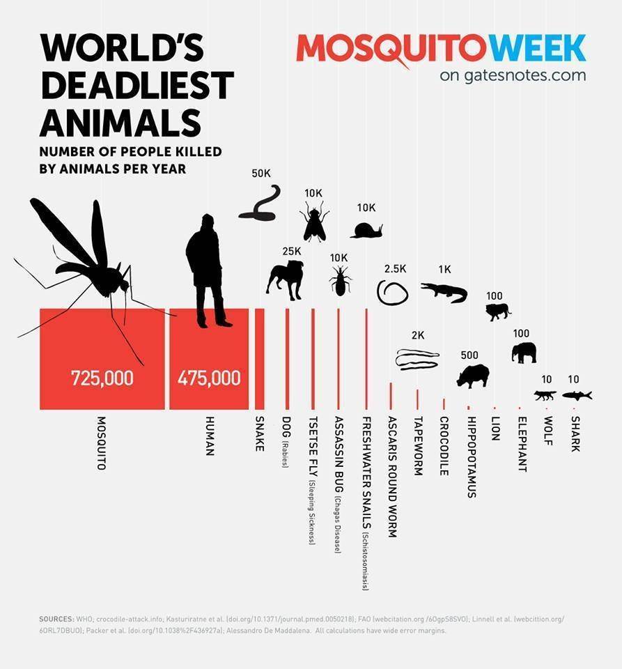 SHARK V HUMAN