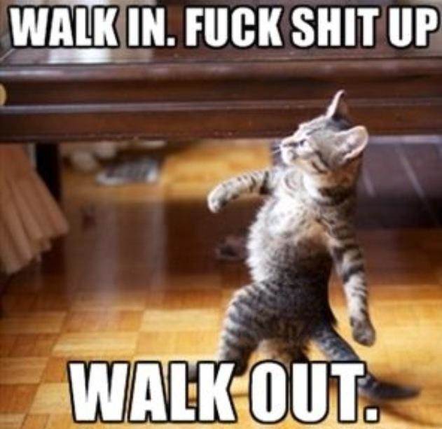 cat meme