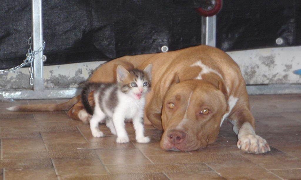 Chat-Chat et sa maman Roxy