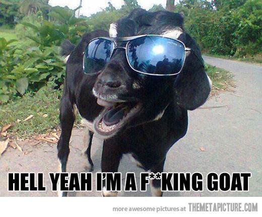 funny-goat-sunglasses-cool[1]