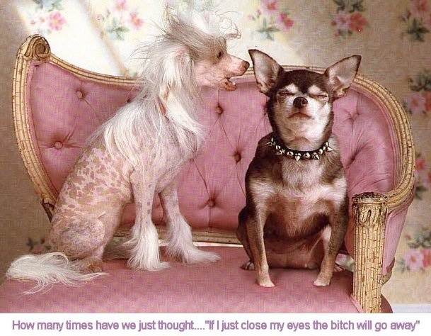 Dog Dreaming