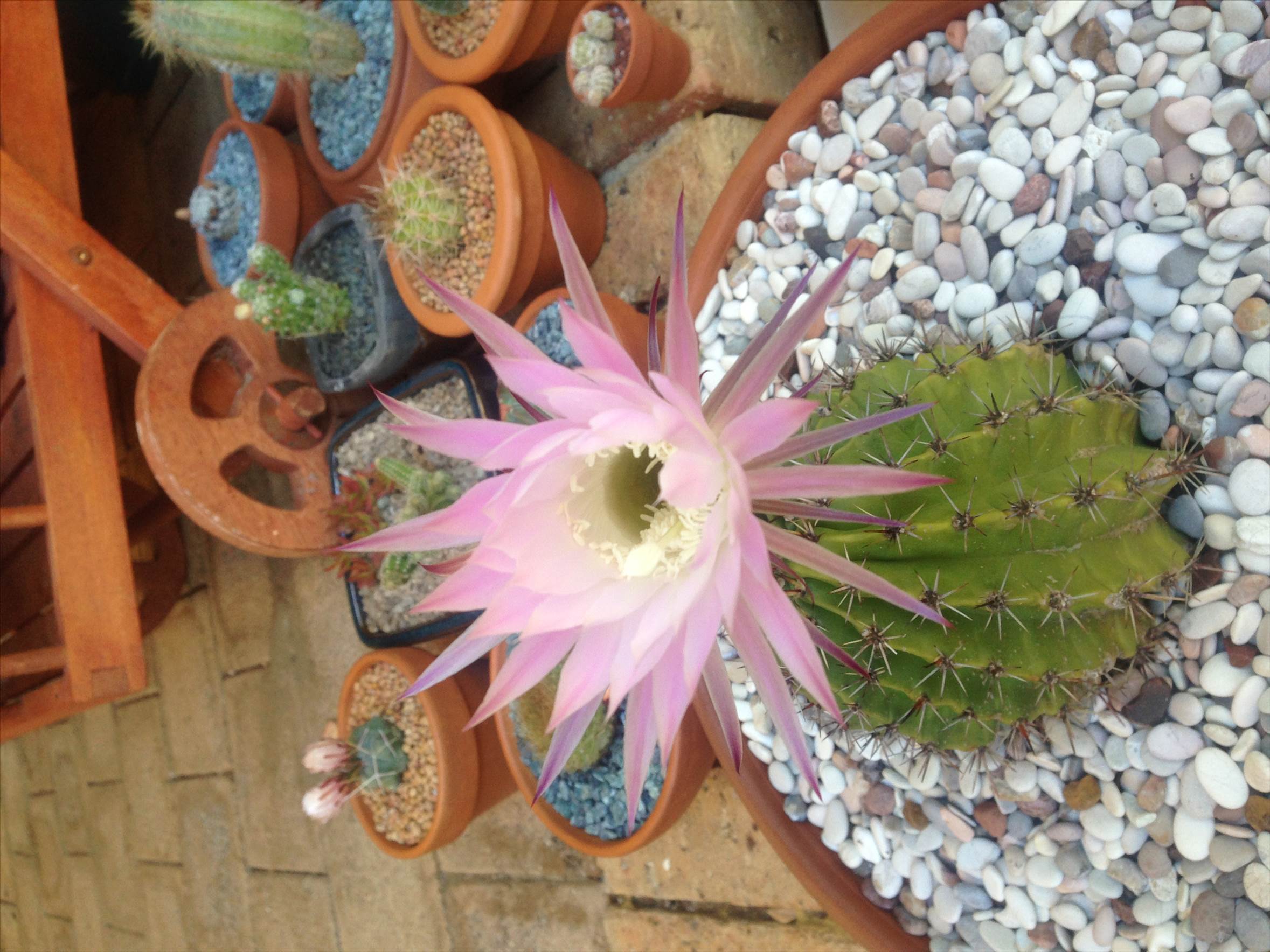 Big Pink Flower