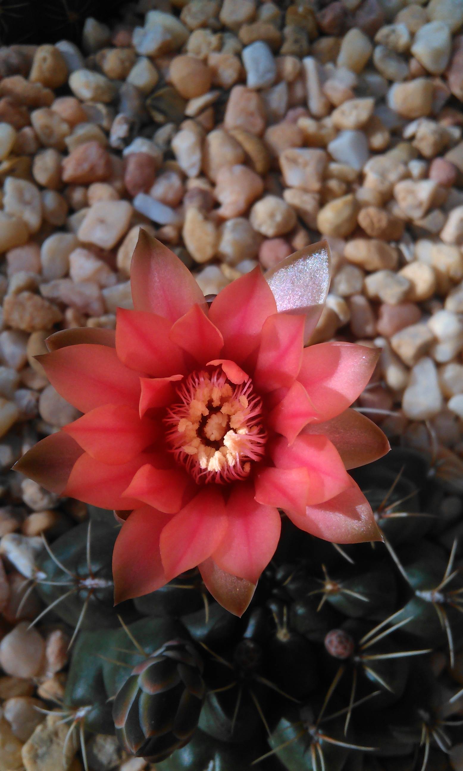 Red Flower Close Up