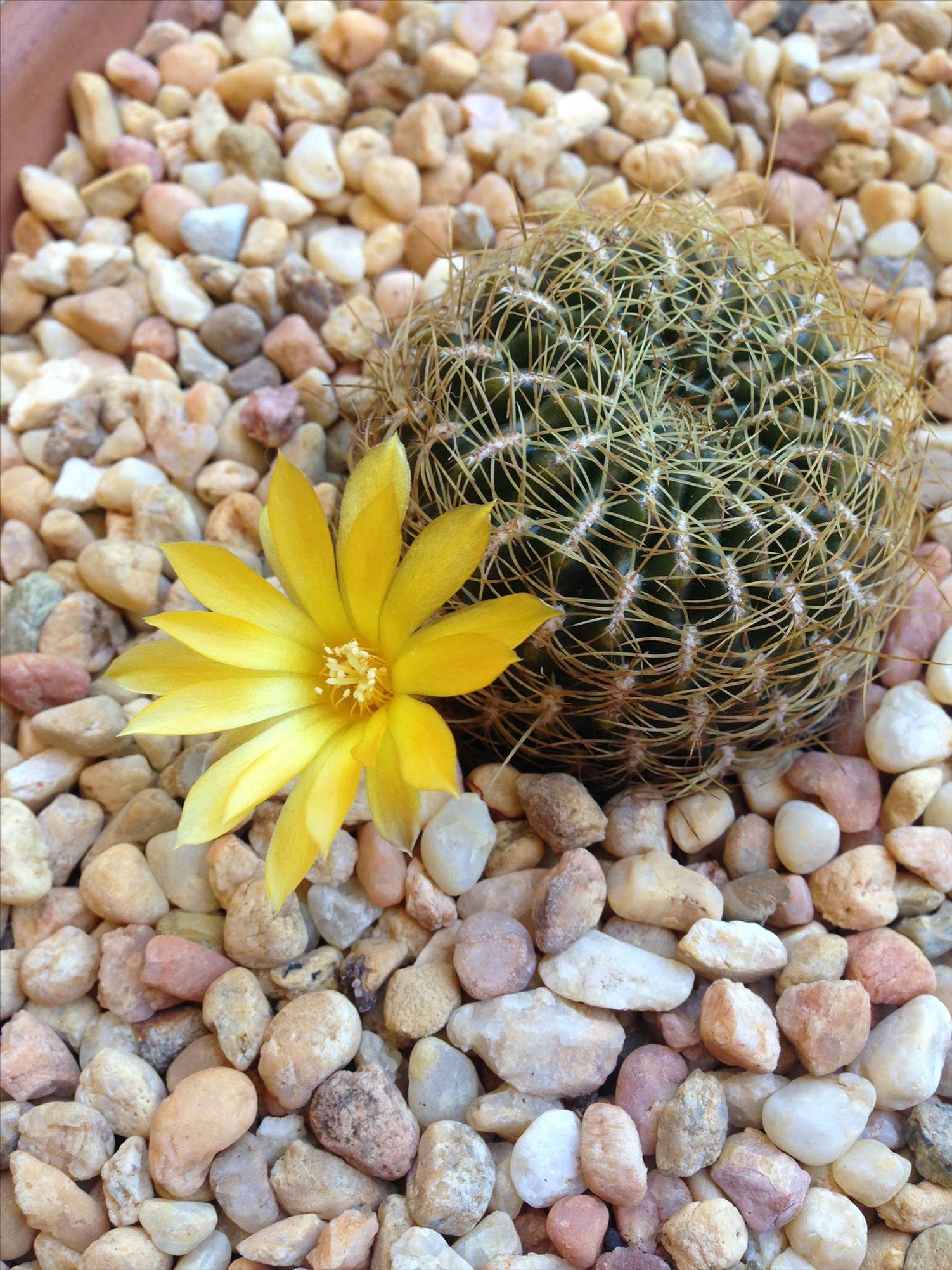 Yellow Flower