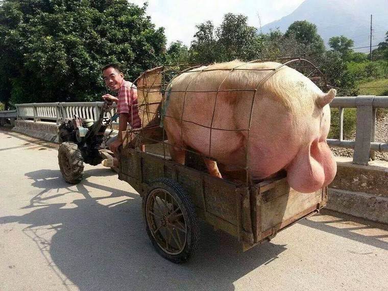 pig-balls