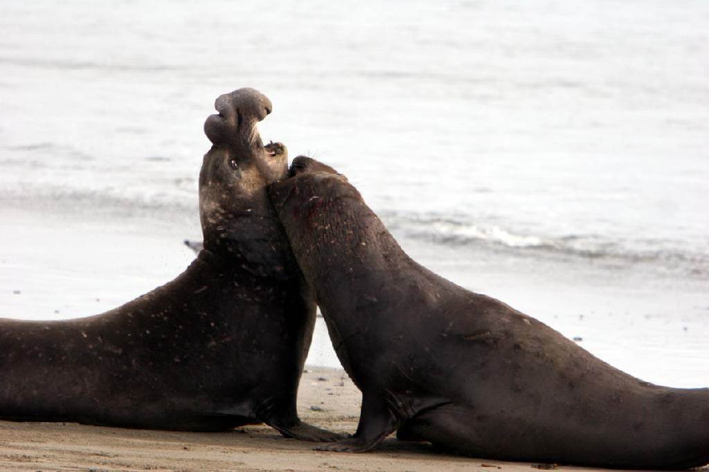cali seals fight13