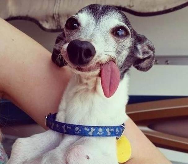 fun-animals-13