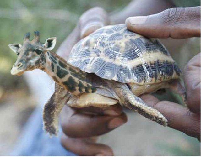 30 New Most Funny Animal Manipulations 9 yovmf