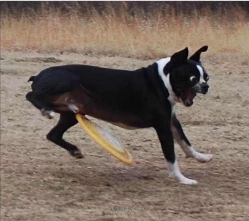 frisbee ouch