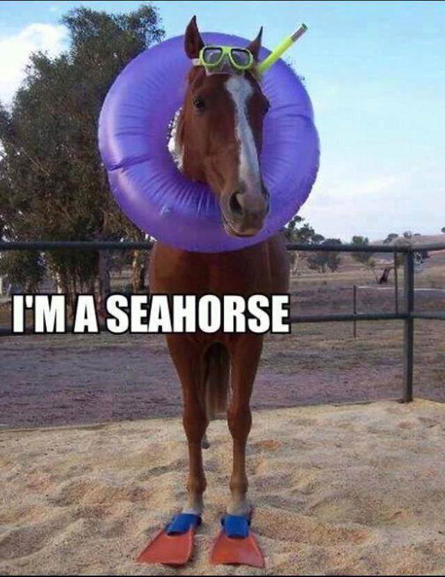 seahorse