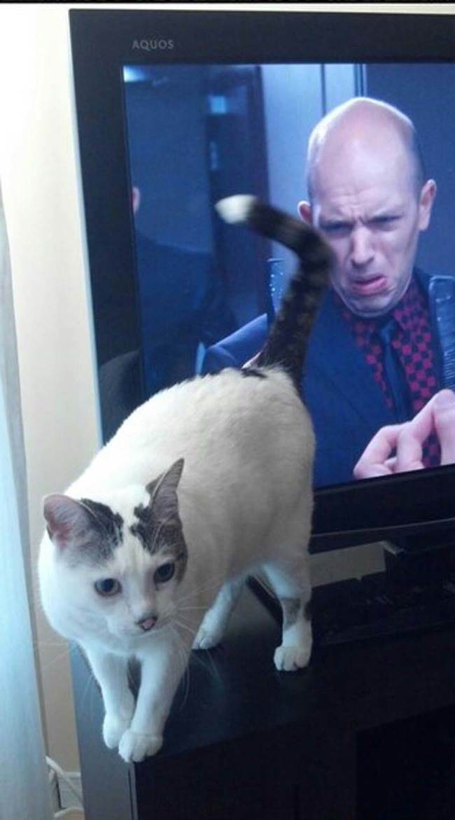 cat butt