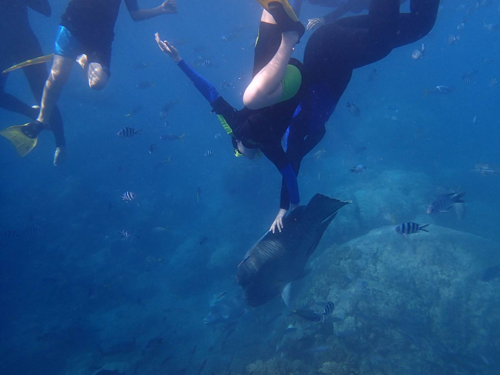 MaoriWrasse
