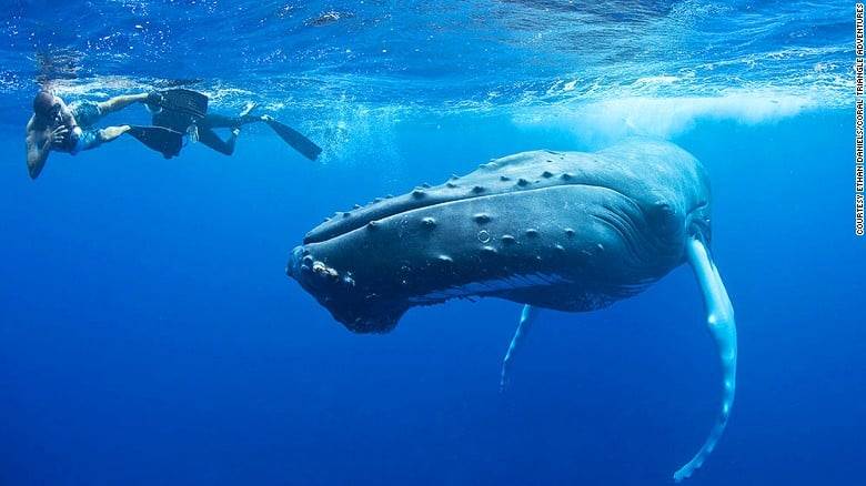 humpback-whales
