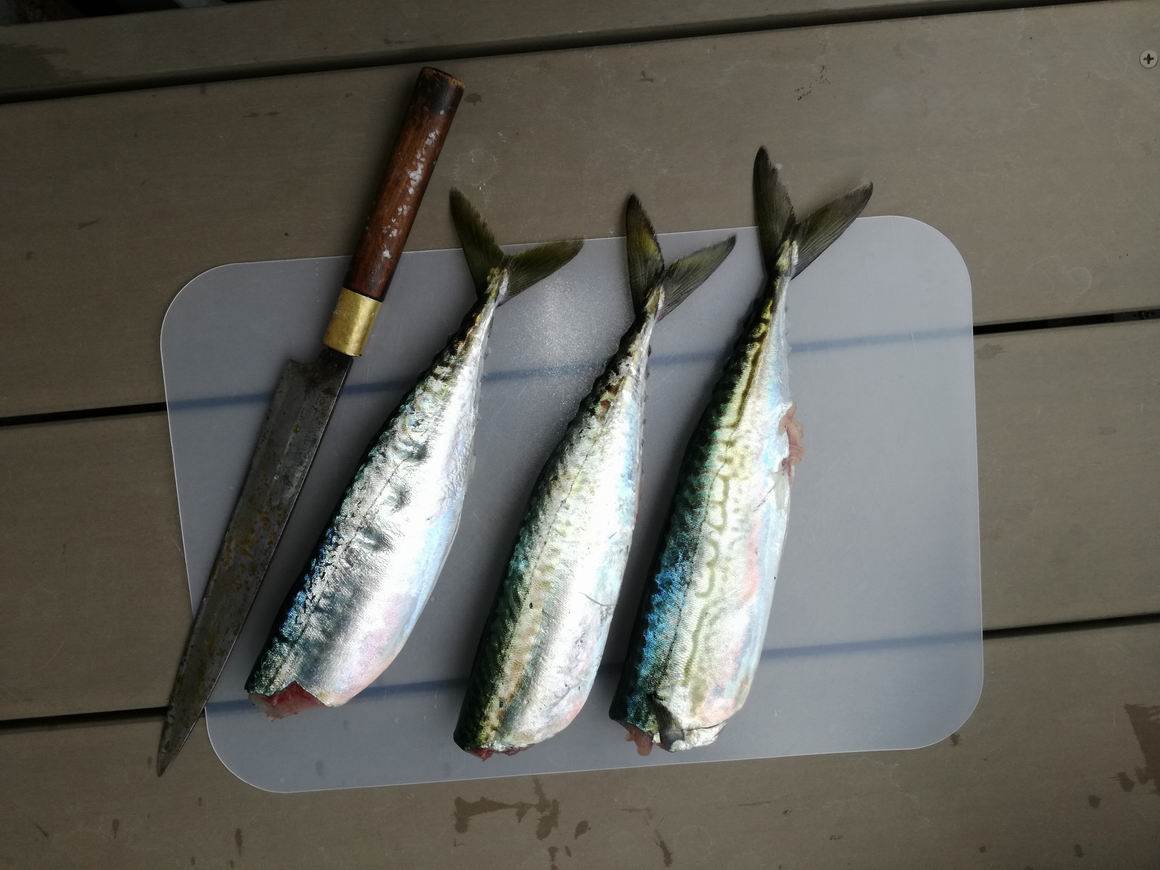 Fish