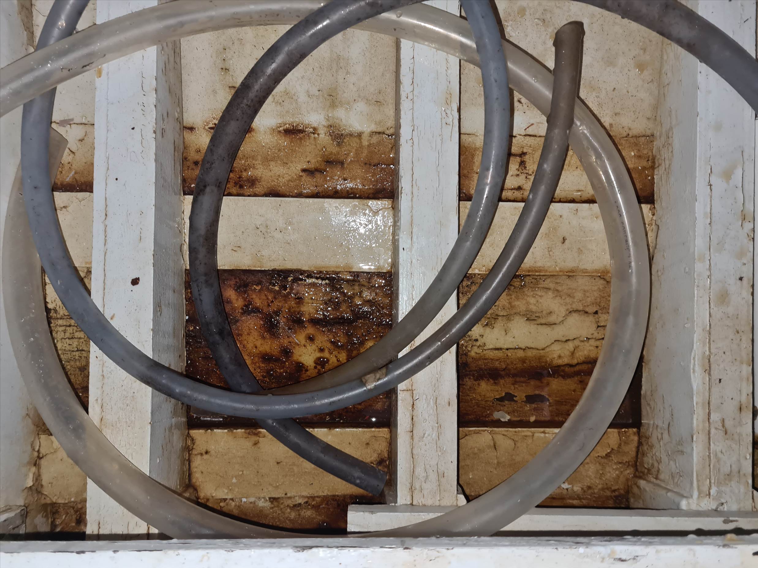 Snowgoose interior