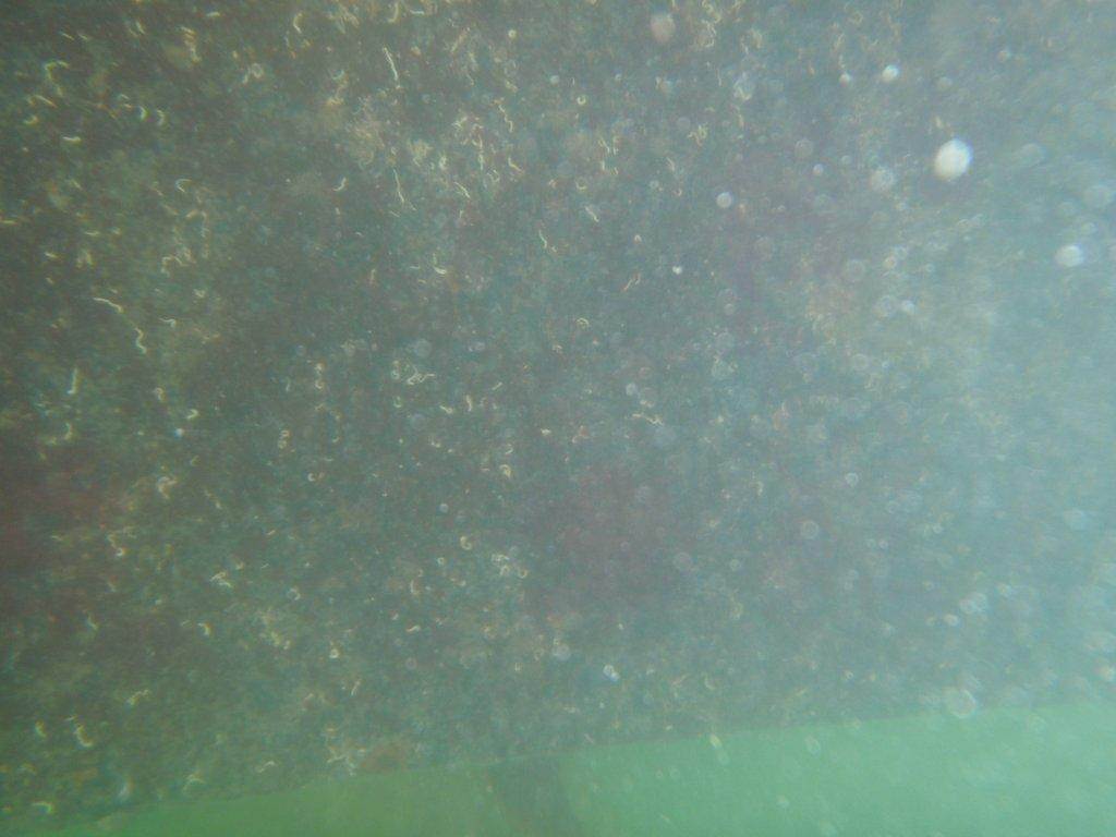 Transom white worm 1