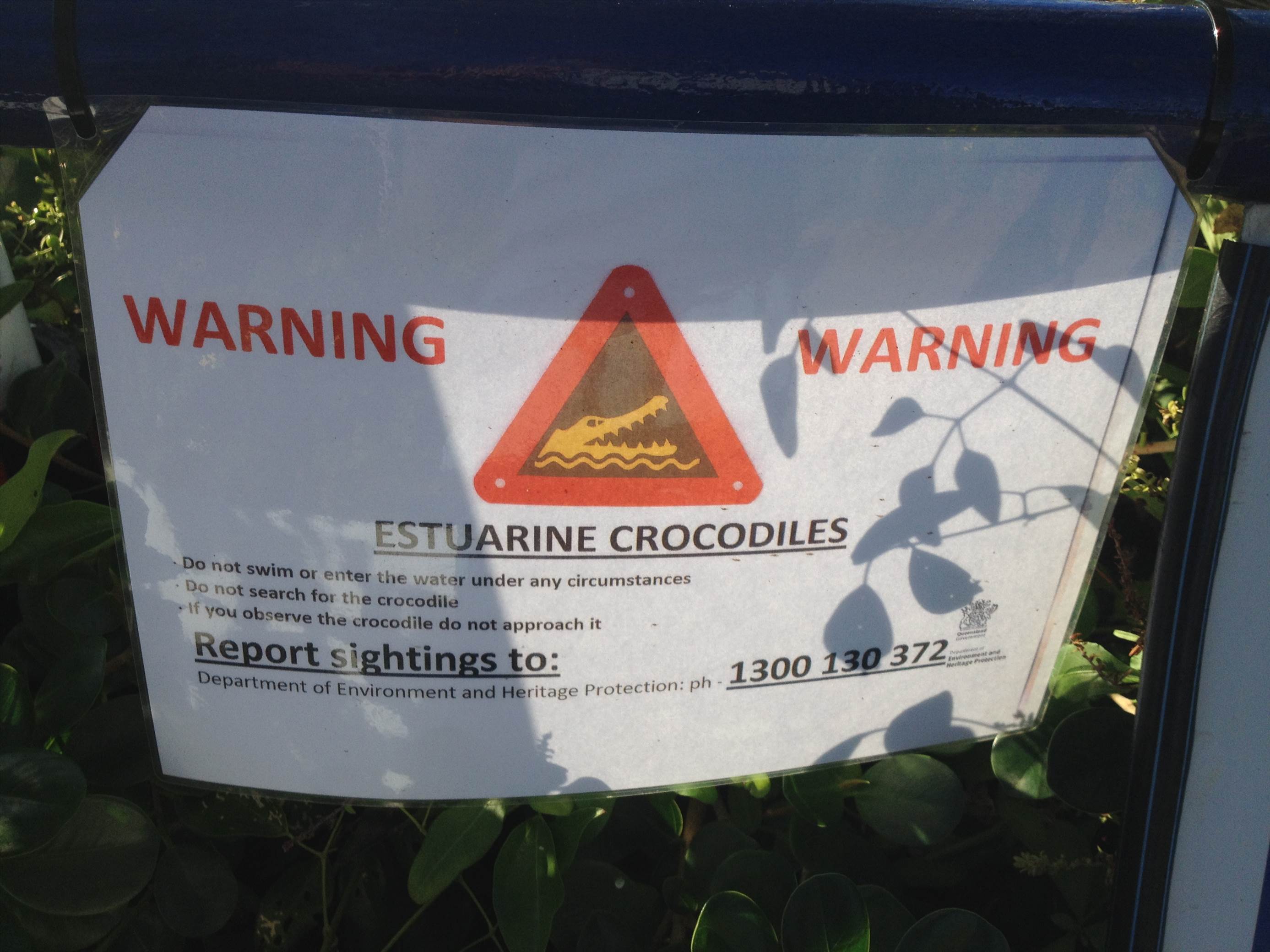 Croc in the Marina!