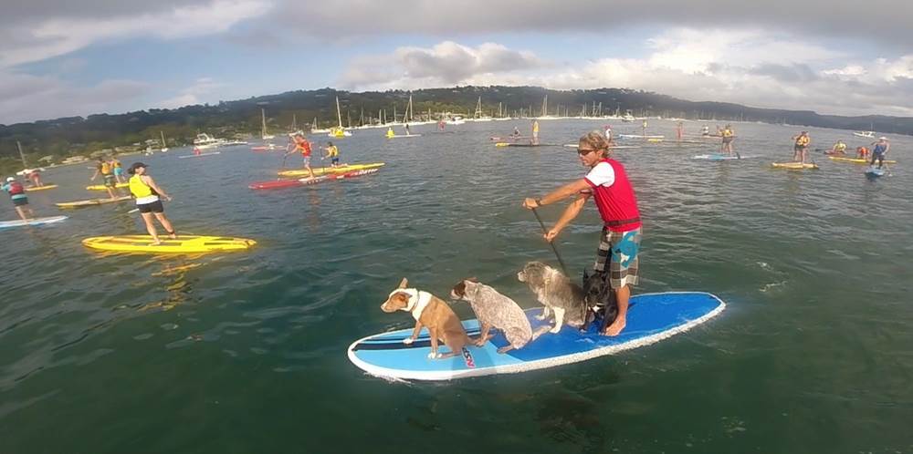 Chris and dogs racing 1000