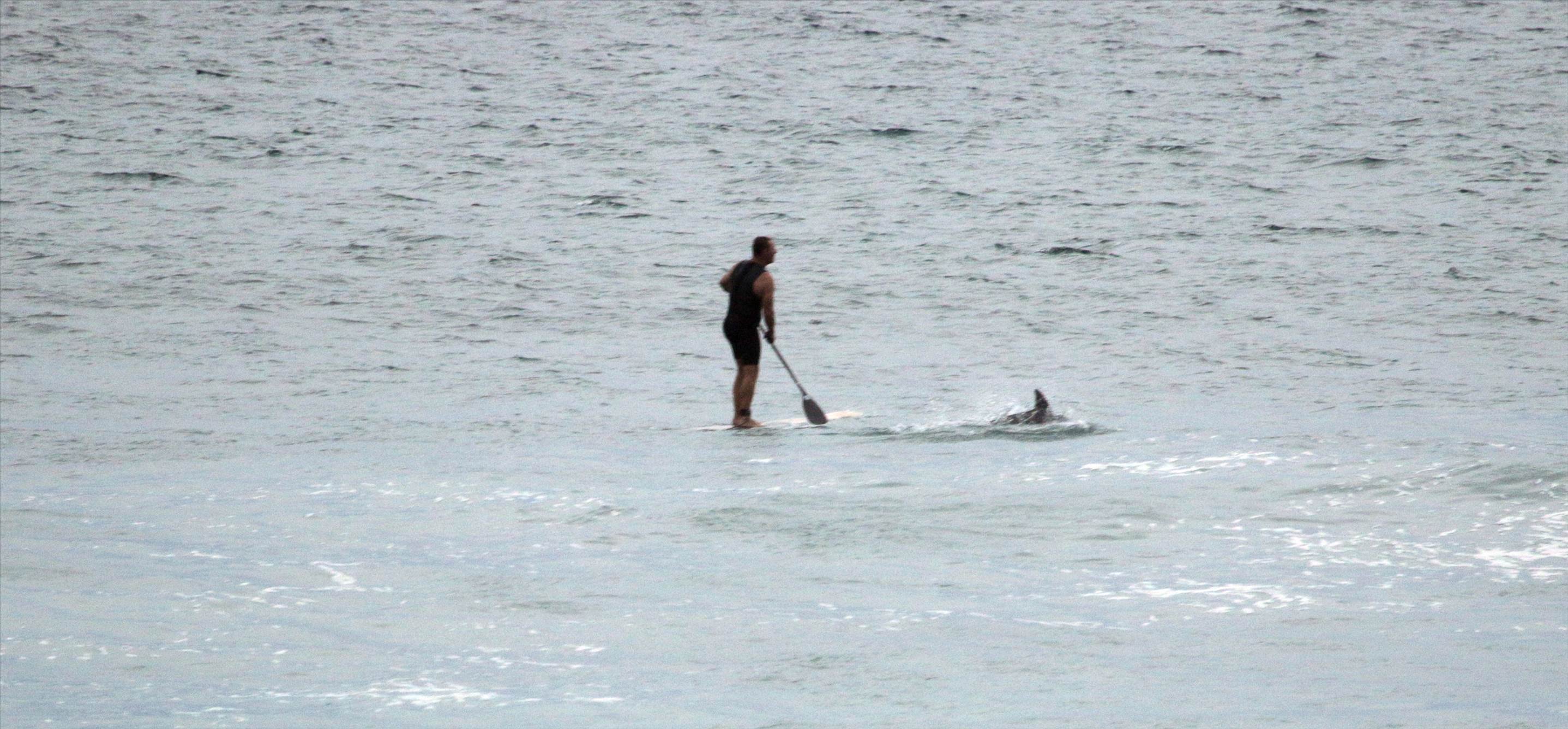 Dolphin - 1