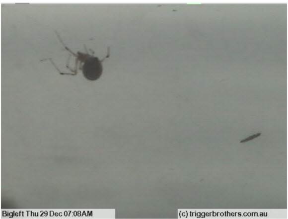 Big left spider