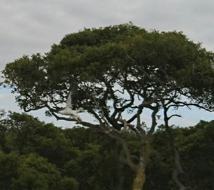 Sea Eagle