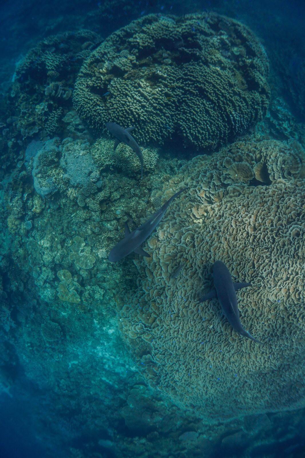 coral 6