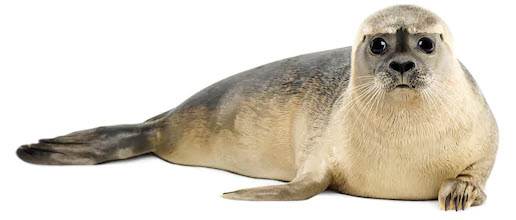 Seal
