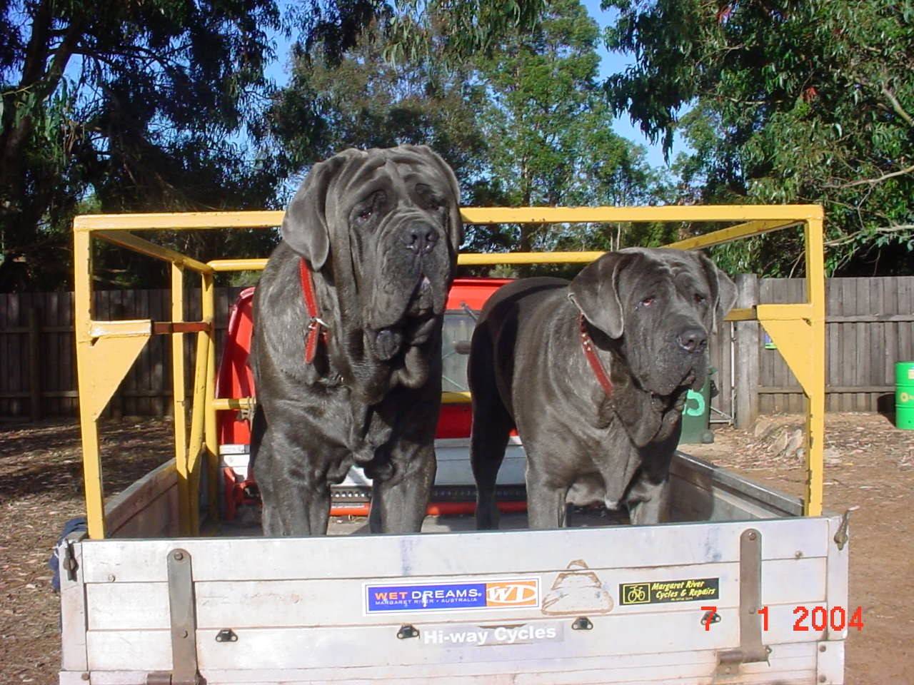The dogs