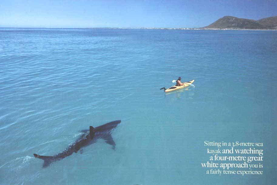 shark-kayak