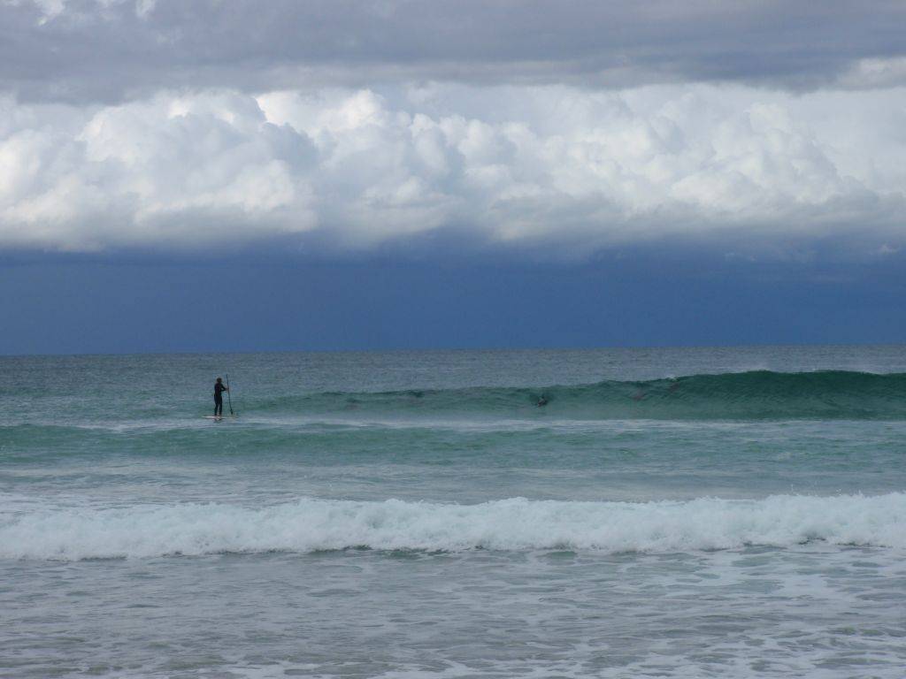 Crowded out by dolphins