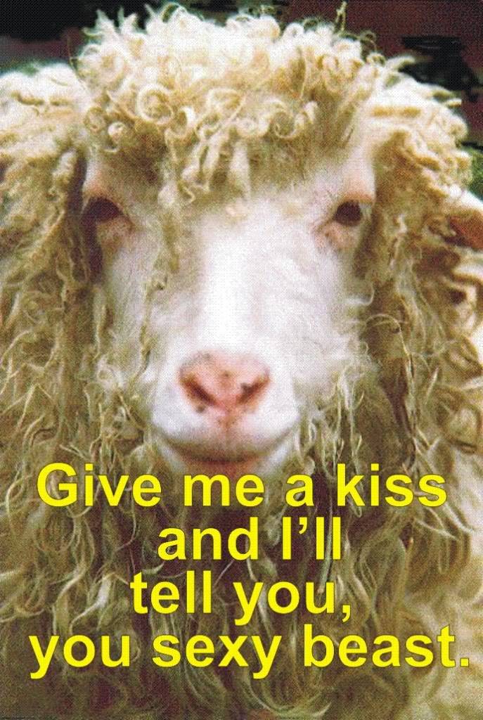 sexysheep
