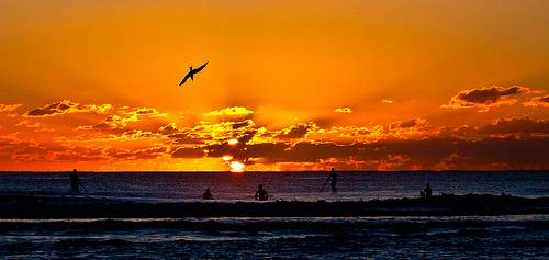 Pure Gold Coast