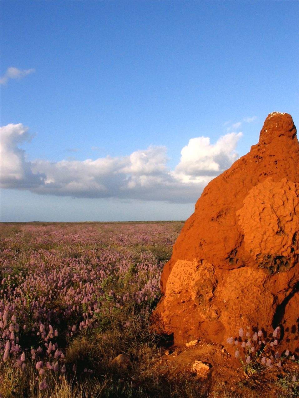 Termite Mound