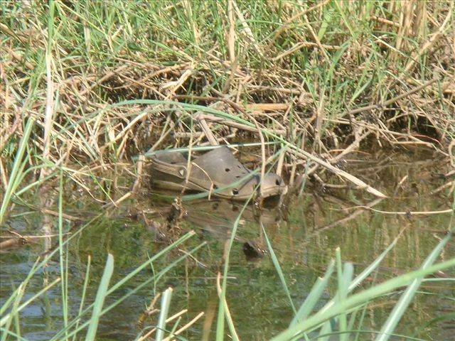 CROC!!!