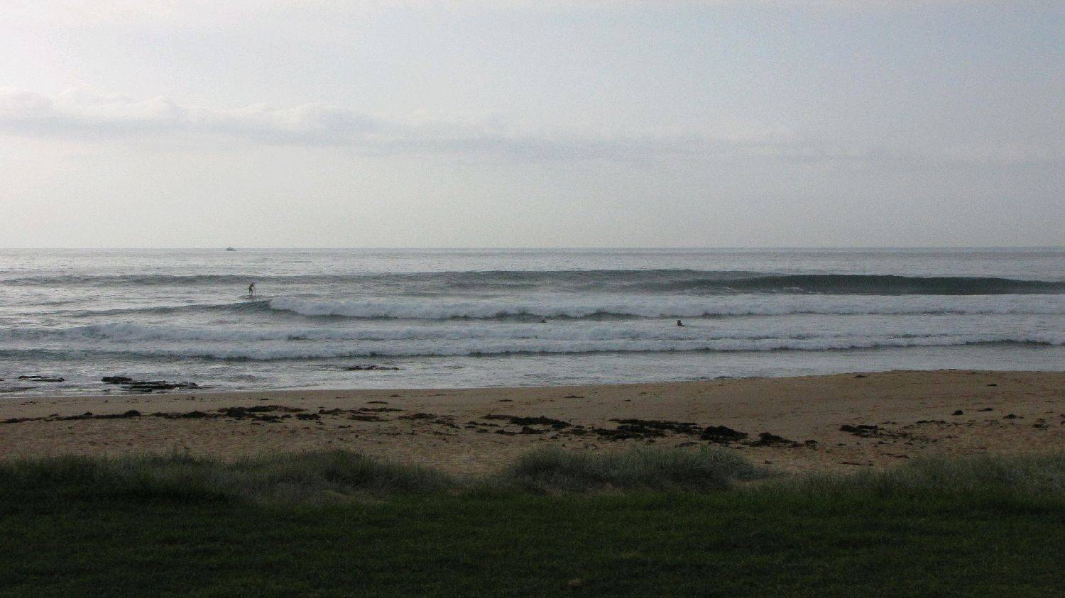 Sharkies 027