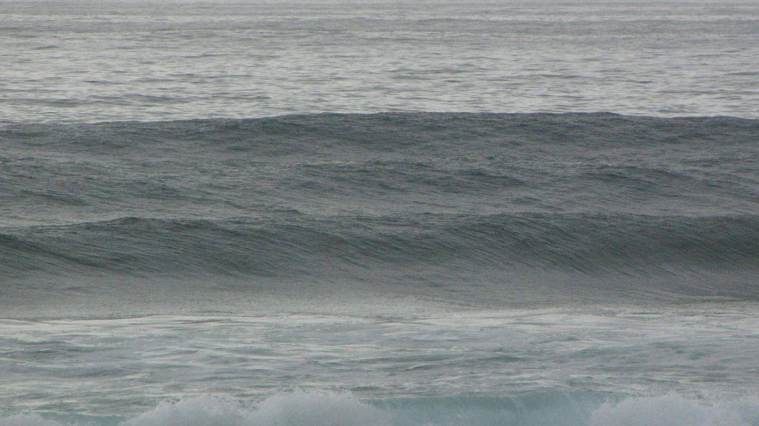 Sharkies 031