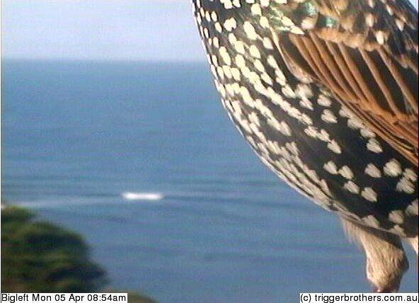 bigleft bird