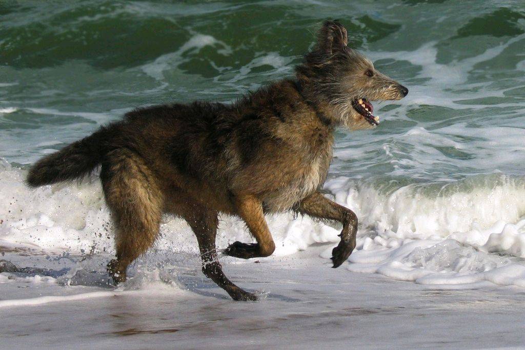 Dogs at the beach