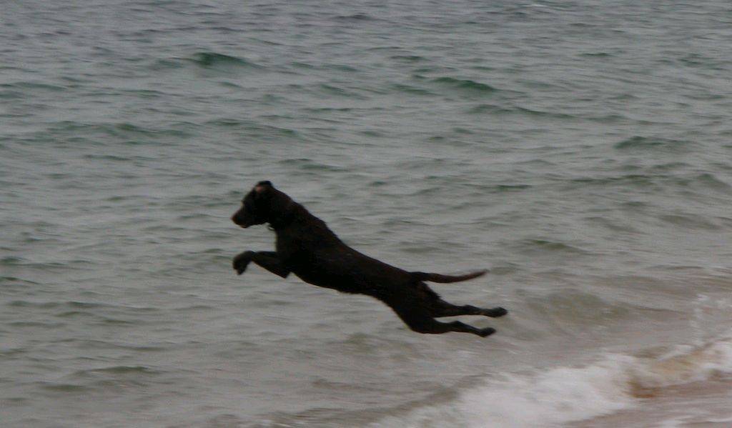 Dogs at the beach