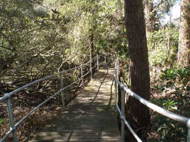 Lane Cove River 3