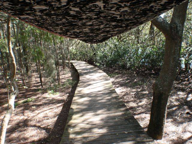 Lane Cove River 6